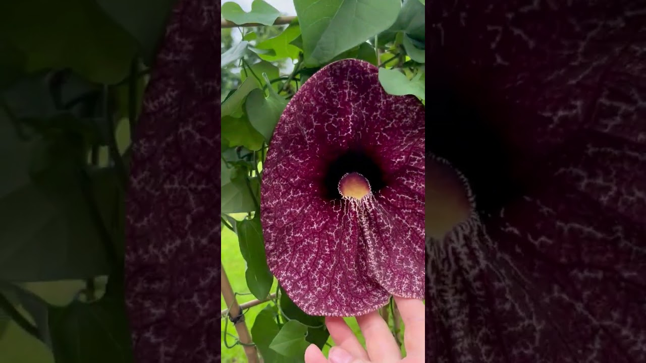 Кирказон, Аристолохия -чудо растение! #растение  #plants  #кирказон