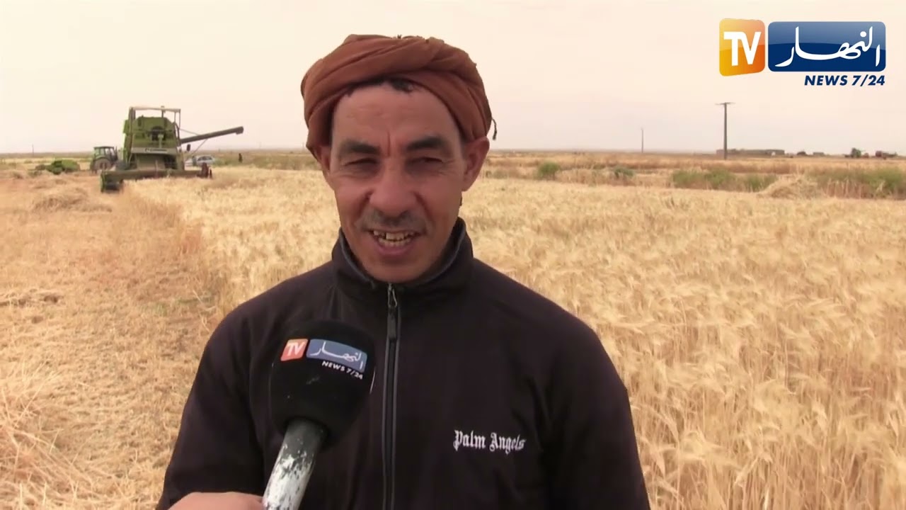 المسيلة: إنطلاق عملية الحصاد.. وجاهزية القمح اللين قبل وقته بسبب الجفاف