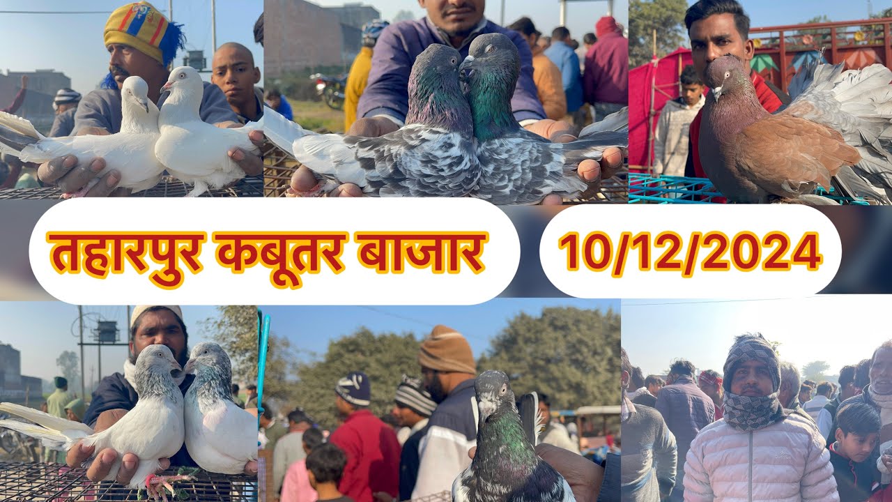 तहारपुर कबूतर बाजार Tharpur kabootar bajar 10/120/2024