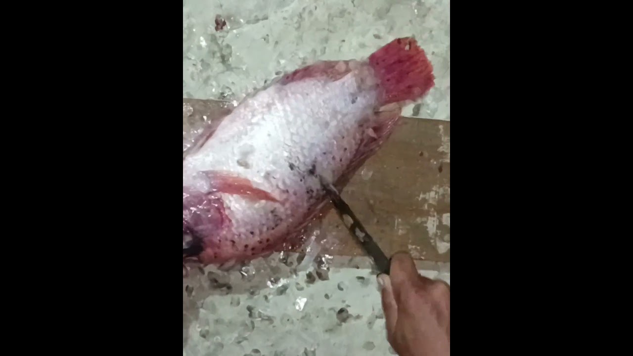 ikan nila merah Bangkok Actor Desa