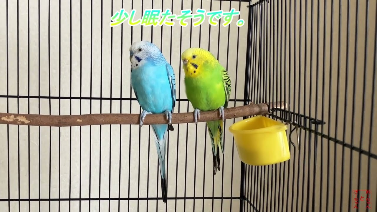 我が家のインコ　おーちゃんときーちゃん(194)　プレゼントするインコ。