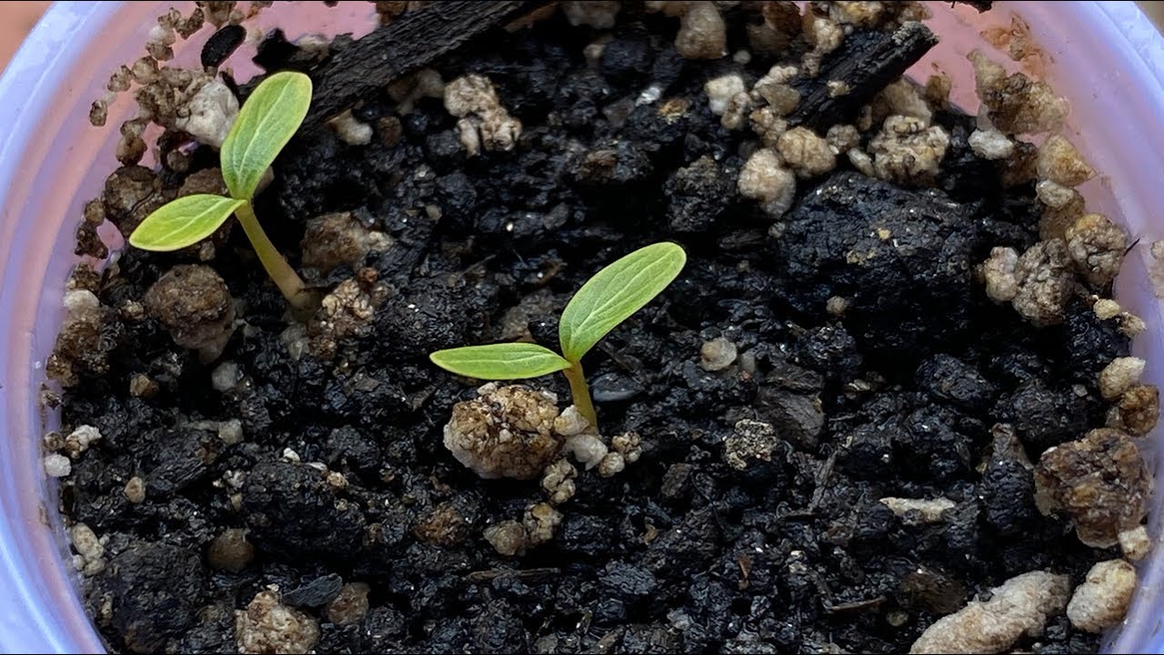 Como plantar sementes de vinca (Catharanthus roseus)