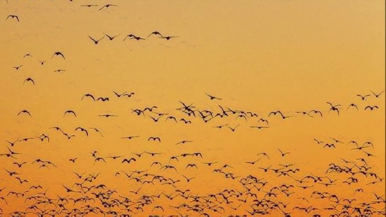 LAURENS WINDIG SINGS HIS OWN SONG: 'LET ME BE A BIRD'