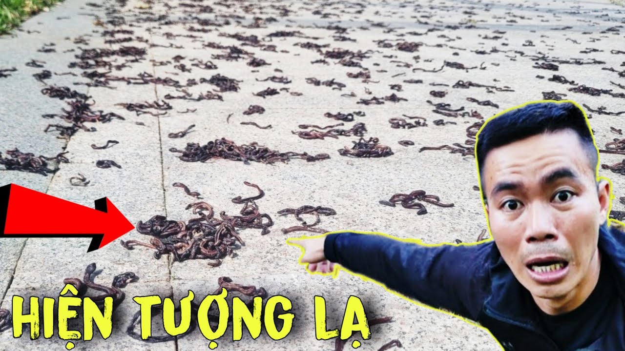 Hiện Tượng Lạ, Hàng Nghìn Con Giun Bất Ngờ Chui Lên Mặt Đất Nằm Ngổn Ngang | Luận Vlog