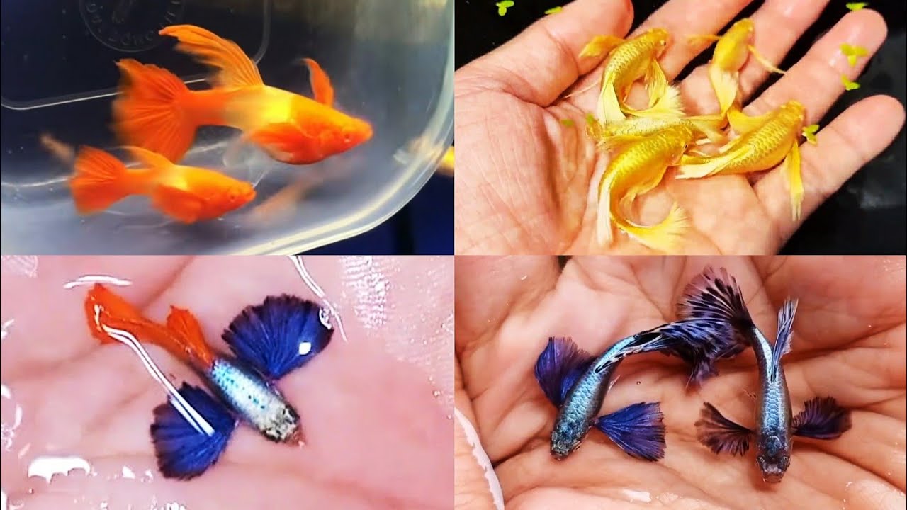 Beautiful Types of Dumbo Ear Guppies | Beautiful Guppy Fish in the World