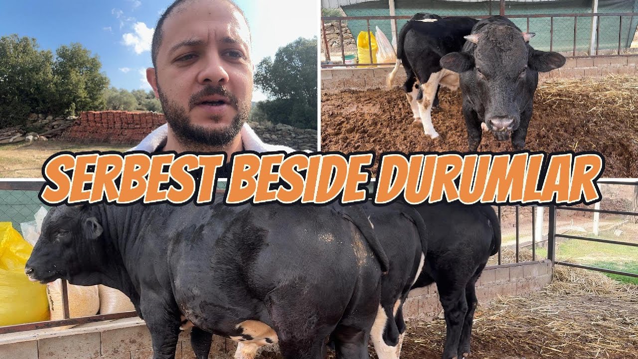 SAMANSIZ VE FABRİKA YEMSİZ BESİ OLUR MU?