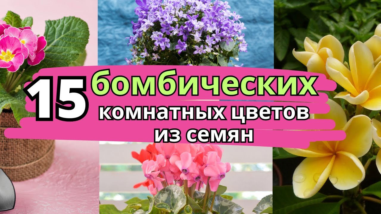 15 комнатных очень красивых цветов, которые можно вырастить из семян в домашних условиях