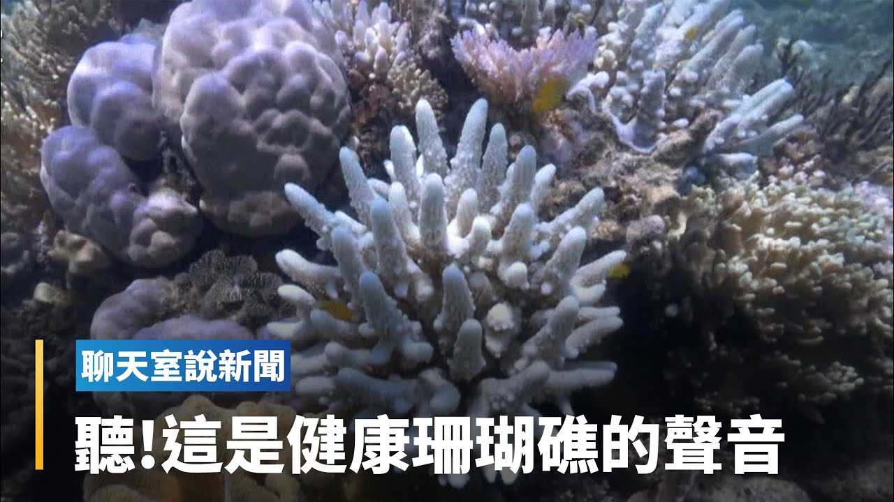 健康珊瑚礁的聲音｜全球聊天室 #鏡新聞