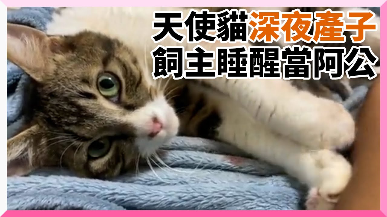 飼主隨時準備接生卻被踏踏踩醒 見母貓已在餵奶：我生完囉｜寵物｜孕貓｜驚喜｜精選影片
