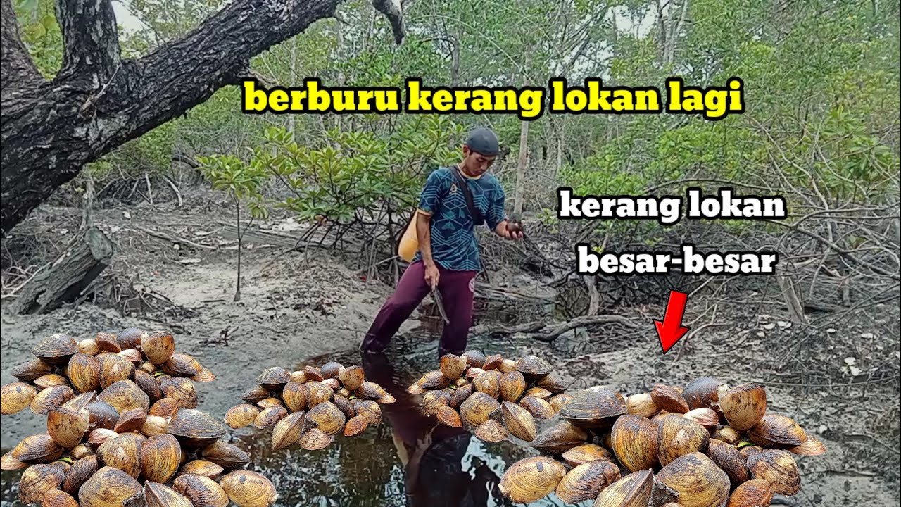 Kembali berburu Kerang Lokan‼️ dapat lokan besar-besar