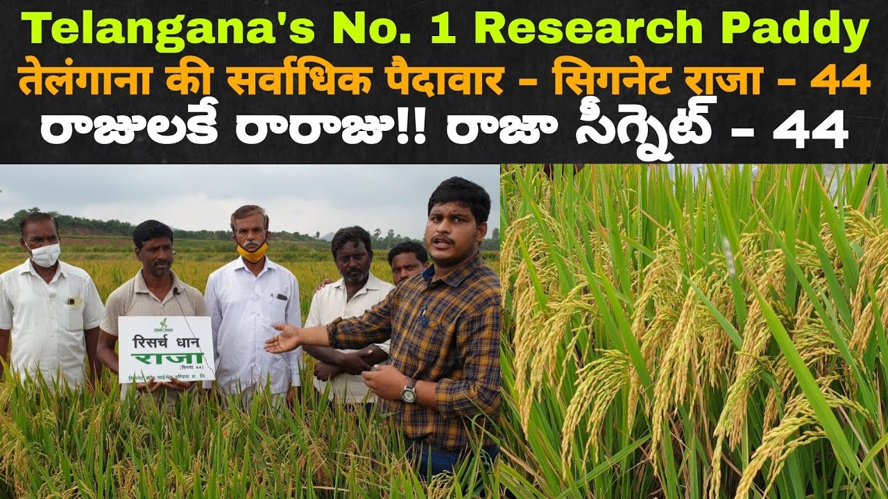రాజులకే రారాజు రాజా సీగ్నెట్-44|सबसे ज्यादा पैदावार वाला धान|Telangana's No.1 paddy-Signet Raja-44