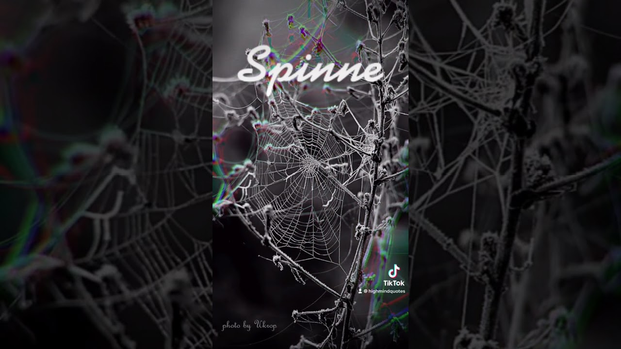 Krafttier Bedeutung Spinne