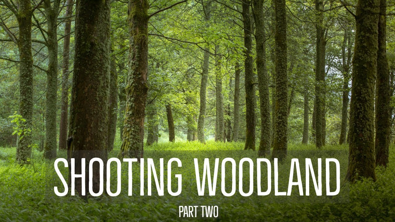 WOODLAND Photography | Texture LIGHT & Colour | Part Two