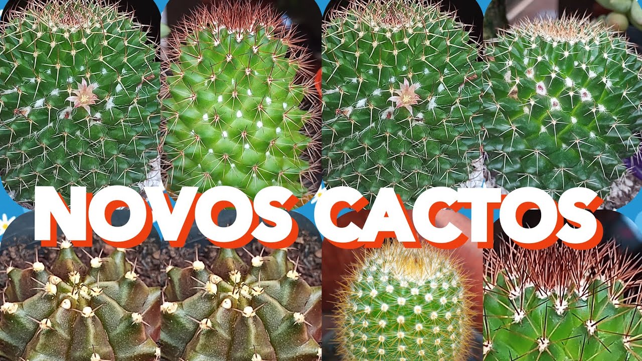 CACTOS Novos para a COLEÇÃO: Direto de Holambra! (Expoflor) #mammillarias