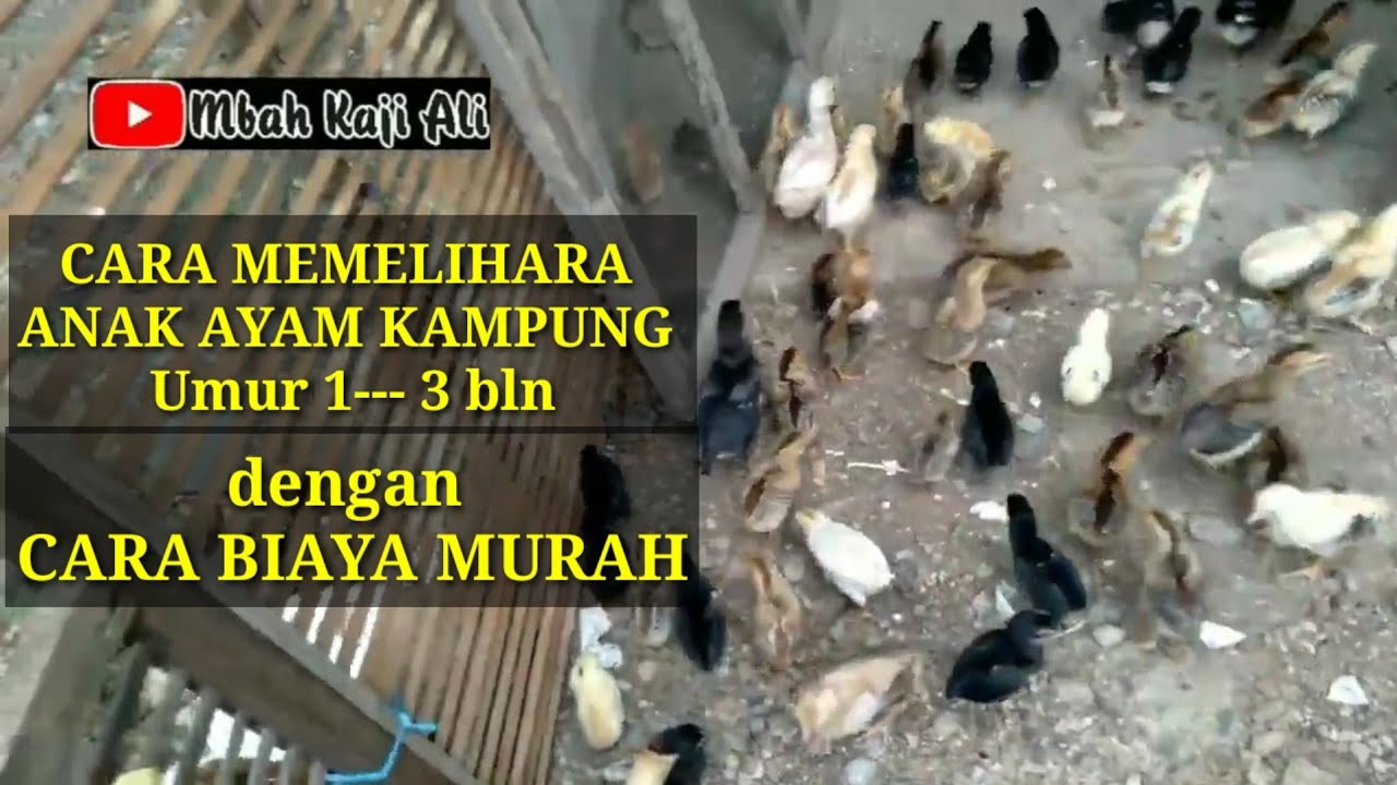Cara memelihara  anak ayam kampung umur 1---3 bulan dengan mudah