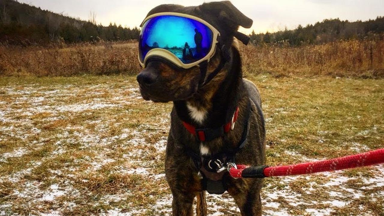REX SPECS Review