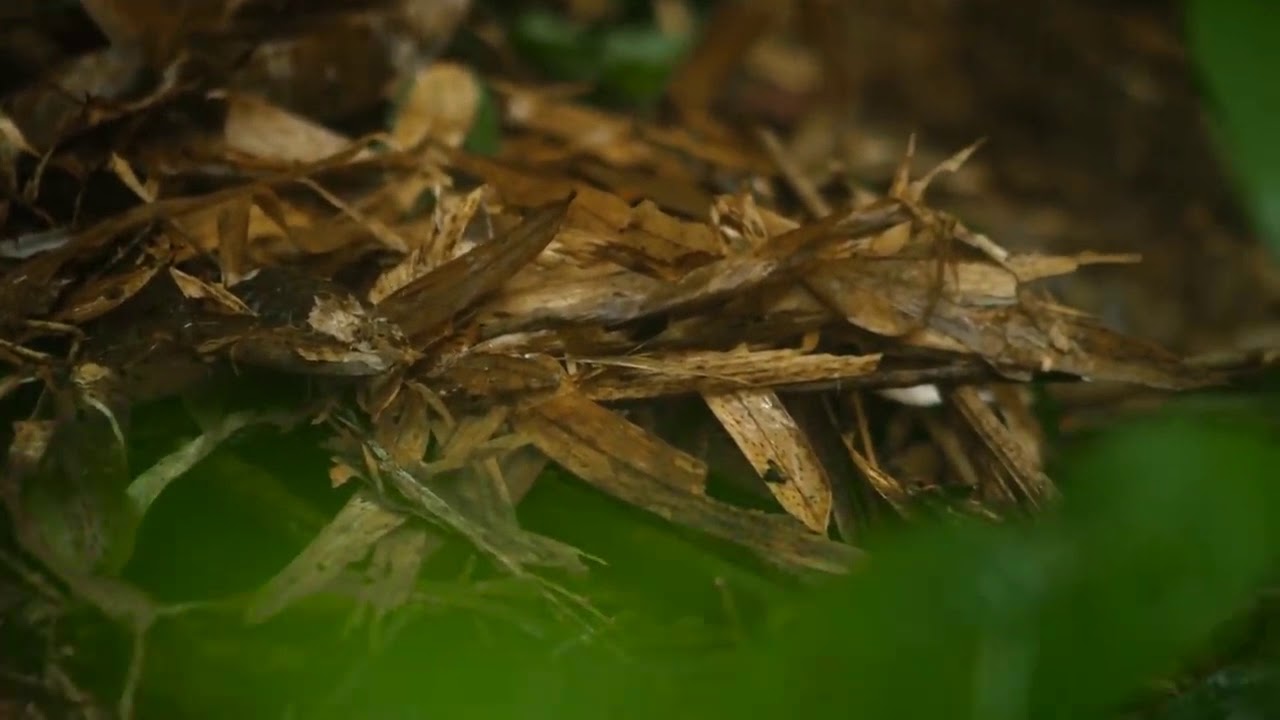 TYO SURVIVAL | BERBURU DI HUTAN