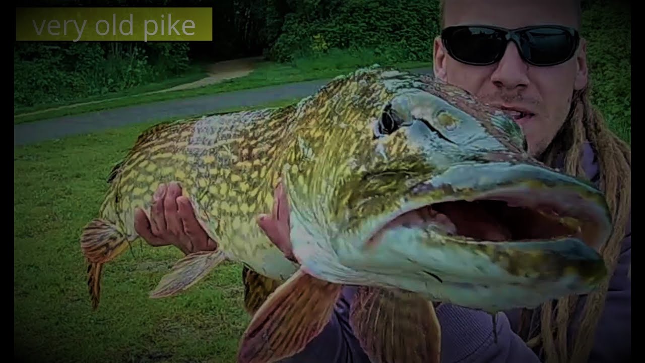 Pike monster in Rotterdam , Ogromny Szczupak w Rotterdamie   #1