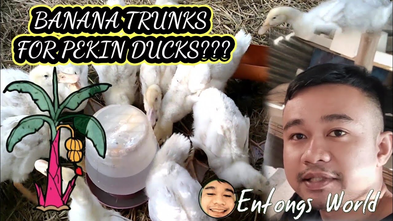 DUCK FARMING: Murang pakain sa mga pekin ducks gamit ang puno ng saging | Entongs World