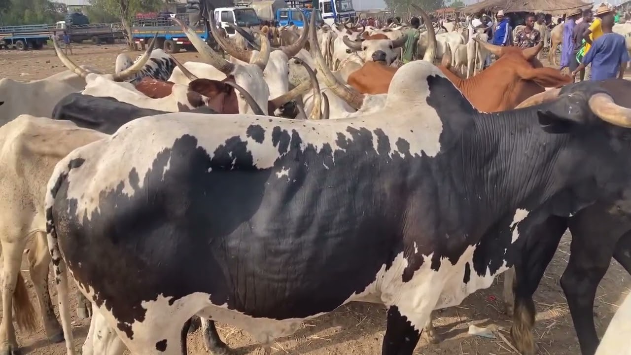 Ghana’s local livestock market