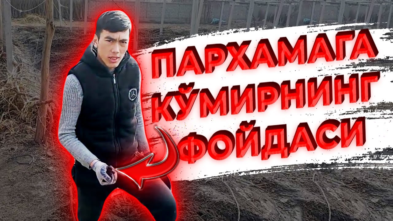Узумларда пархама қандай қилинади ва унинг фойдаси. | Uzumlarda parxamani qanday qilinadi?