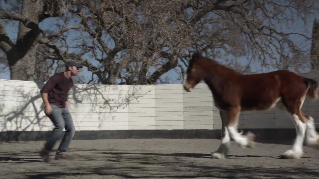 HD Clydesdales 2013 Budweiser Super Bowl Ad — Extended Version of 