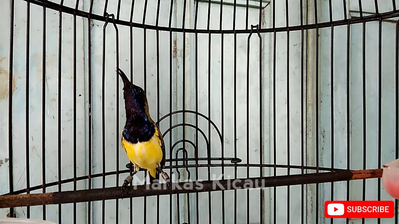 BUKTIKAN !! CUKUP 1 MENIT SOGOK ONTONG BAHAN ANDA PASTI LANGSUNG RESPON