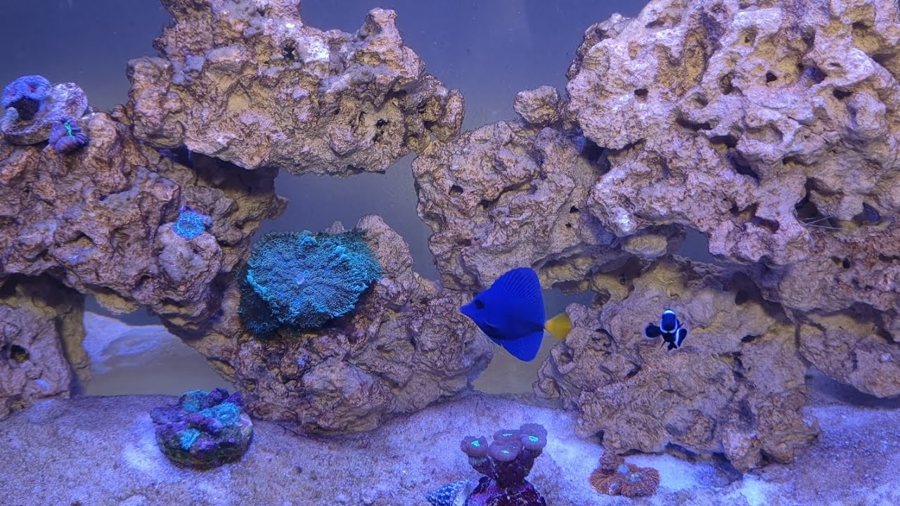 🔴 4 días después : Como va el acuario marino y sus habitantes .