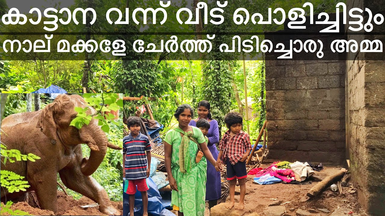 🐘കാട്ടാനകൂട്ടം മൂന്ന് വീടുകൾ തകർത്തു🐘|ഏറുമാടത്തിൽ താമസം|4 കുട്ടികലുമയി ജീവനുംകൊണ്ട്‌ ഓടിയ ഒരു അമ്മ
