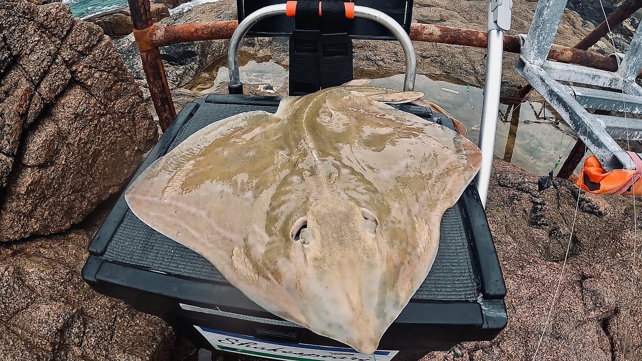 Beach Fishing For Rays - Up & Over Rig - Beach Fishing - Sea Fishing Uk