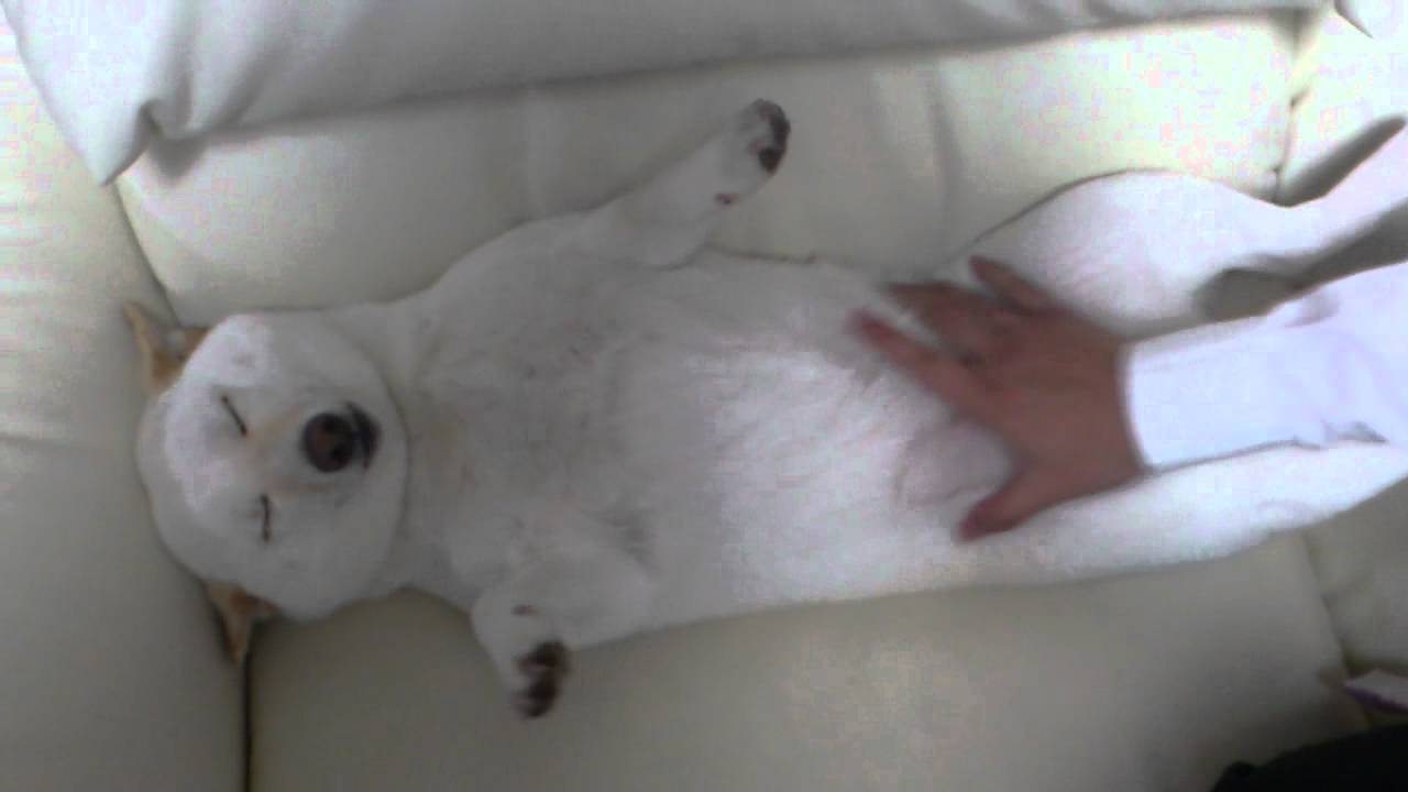 眠いけど喜びを表現する柴犬