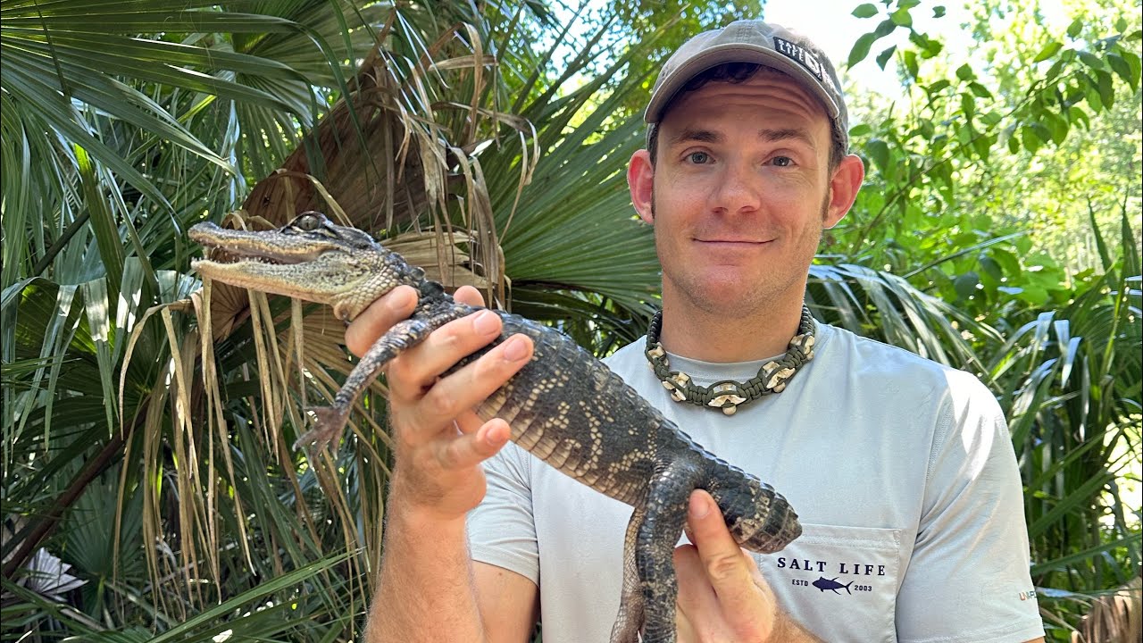 ANSWERING ALL OF YOUR QUESTIONS ABOUT OUR BABY ALLIGATOR WITH NO TAIL!