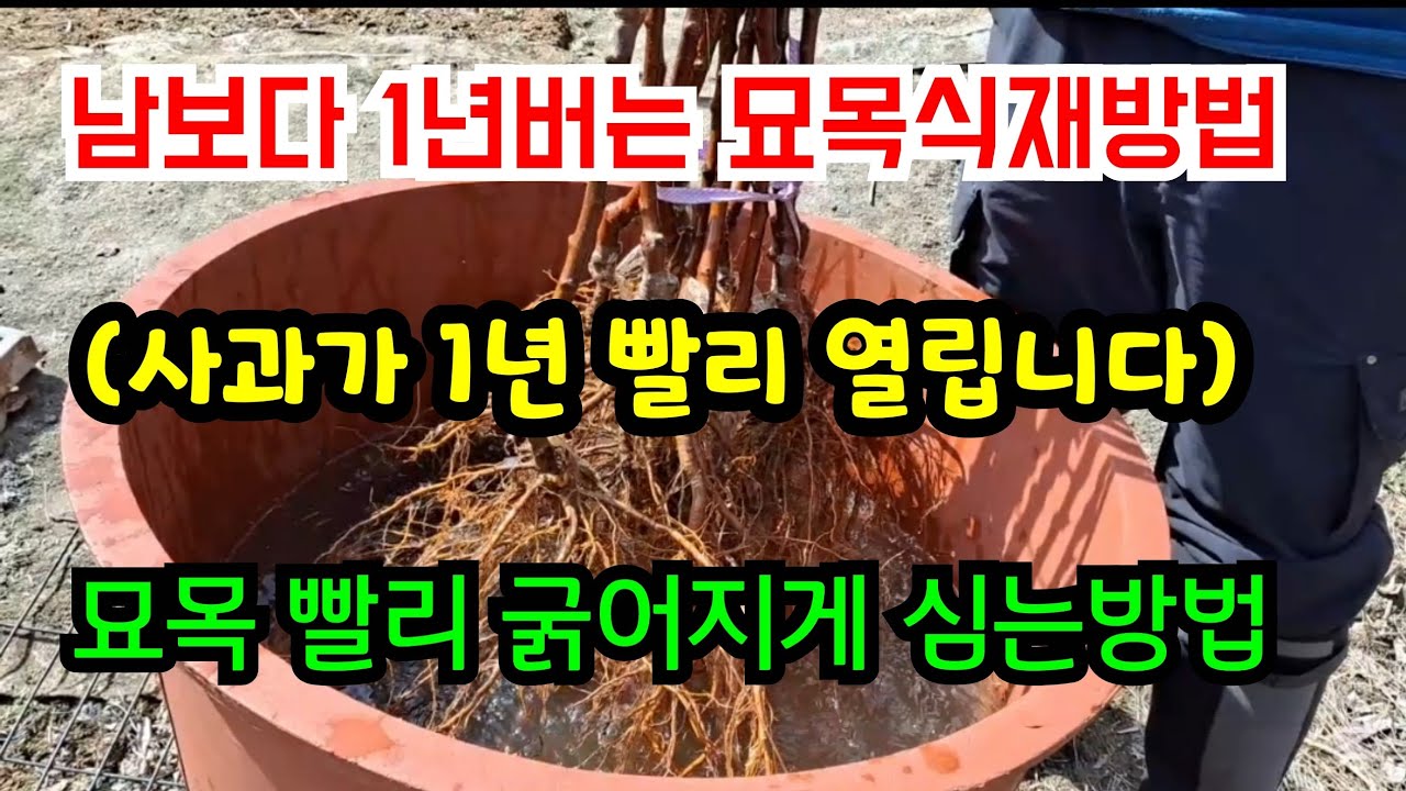 묘목 죽지않고 빨리 굵어지게 심는 방법  + 사과 빨리 열리게 심는 방법(이중접목 사과나무 심는방법) #나무 빨리 자라게 하는방법 #사과 수확 1년 앞당기는 방법