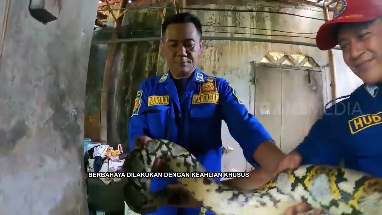 Menegangkan! Evakuasi Ular Masuk Rumah Bareng Bunda Iin | SI OTAN (10/05/23)