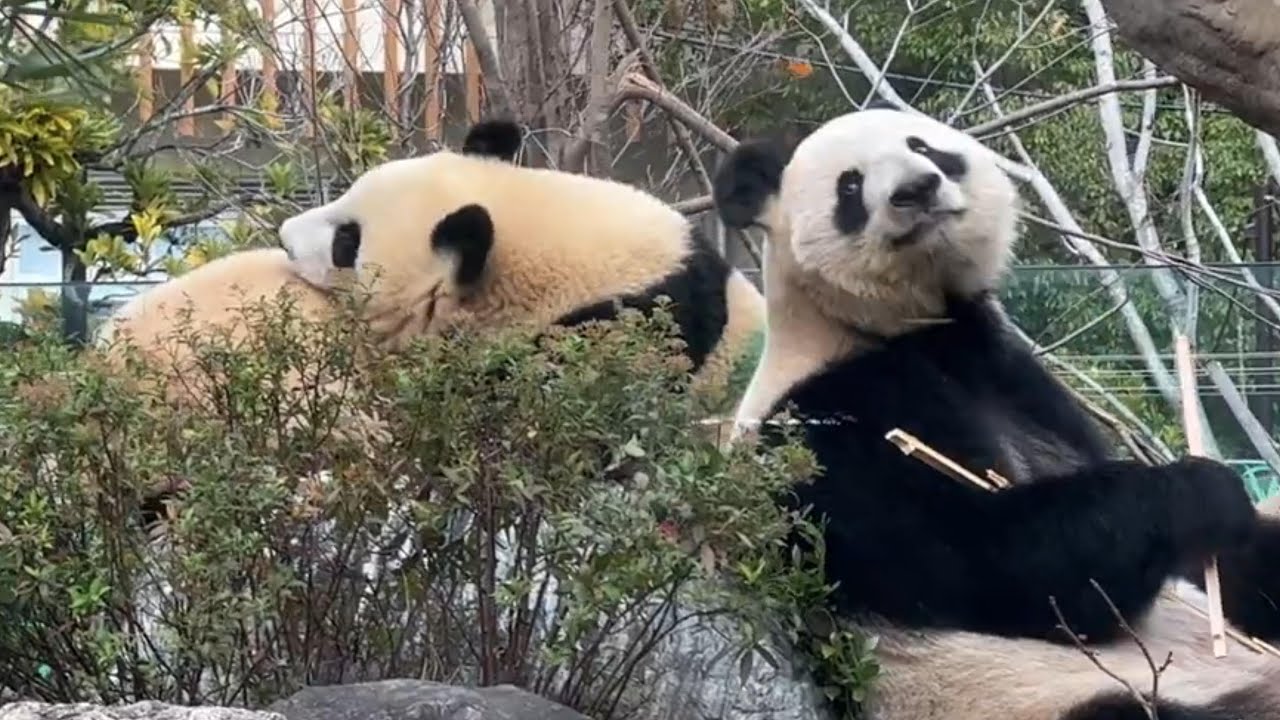 すってんころりん【未公開編】【上野動物園】ジャイアントパンダ
