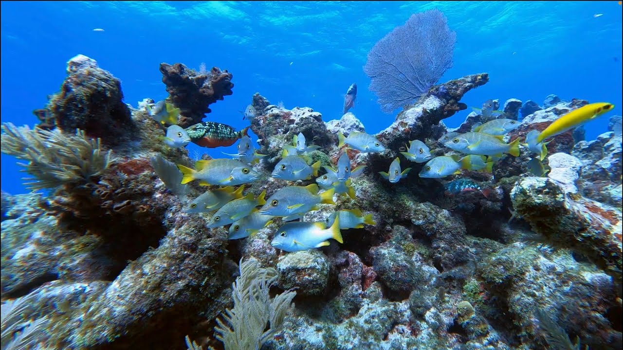 Diving The Florida Keys in 5K! Florida Keys Scuba Diving