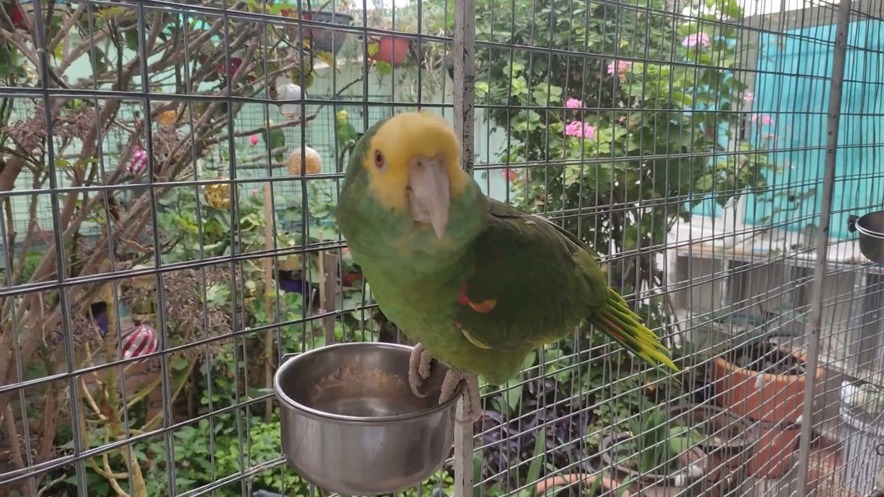 Marcelo, un loro muy hablador!