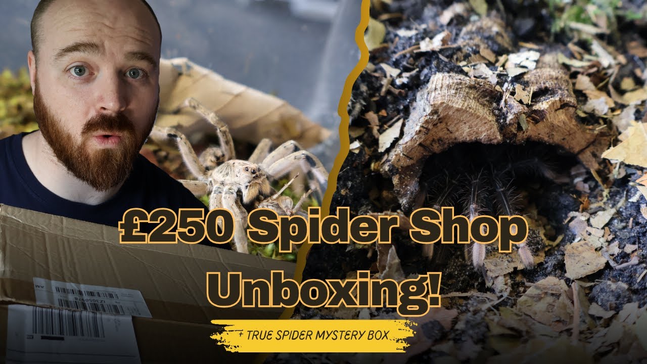 Huge Spider Shop unboxing! Plus True Spider Mystery Box!