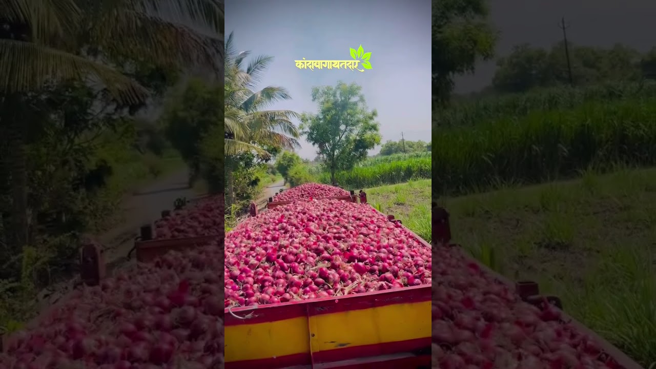 #royalshetkari #desi #farm #farmer #farming #tractor #desilifestyle #kanda #shetkari