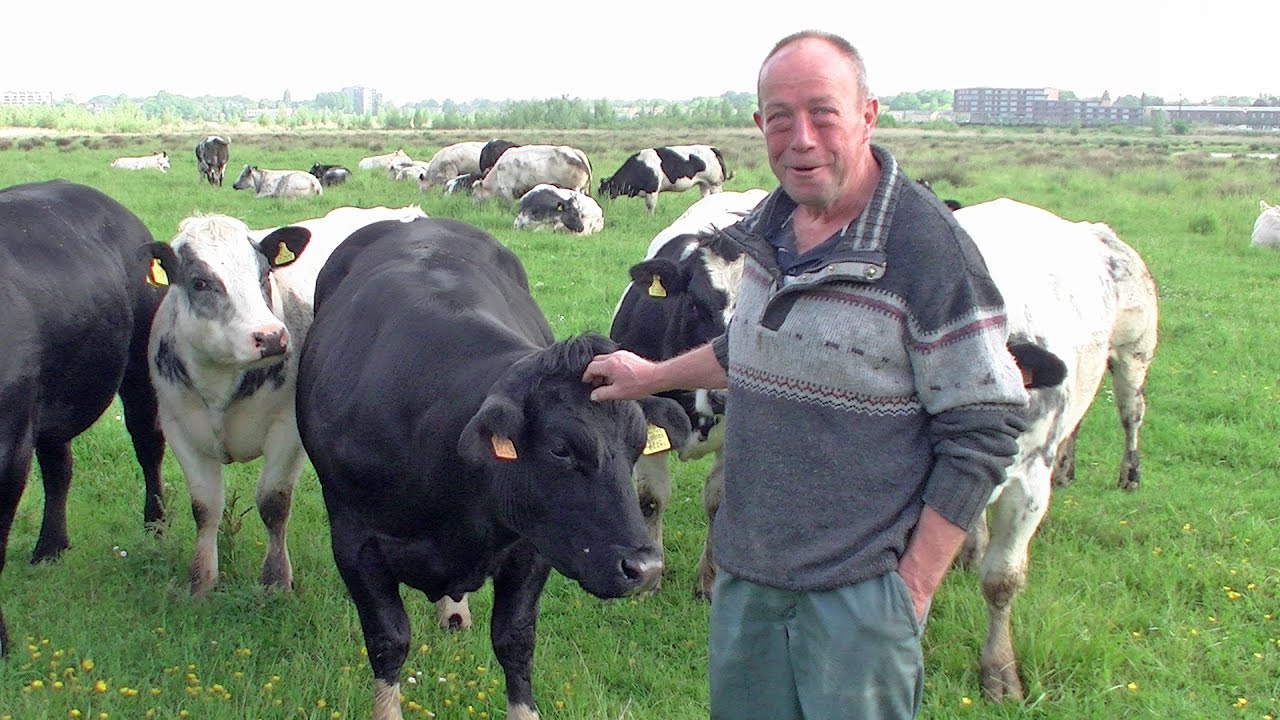 Natuurlijk vleesvee  op het bedrijf van Hugo Bogers bij de Brabantse Wal in Bergen op Zoom