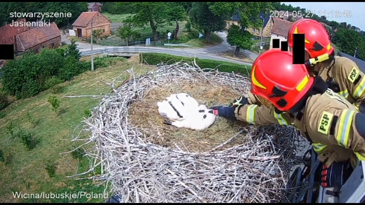 Wiciny, PL    Stork lives saved by firefighters !!!         2024.05.28.