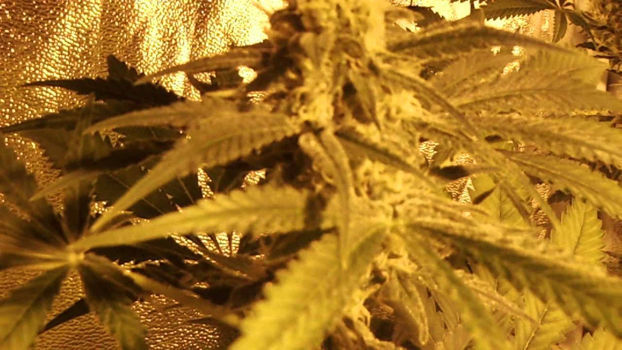 Critical+ part2