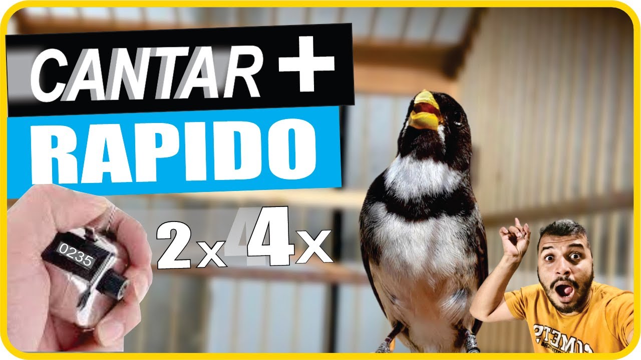 Como fazer meu COLEIRO cantar mais RAPIDO / MAIS VELOCIDADE!