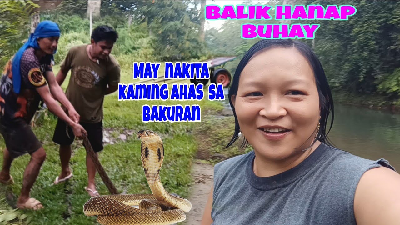 KABUGOY MUNTIK NG MAKAGAT NG COBRA@JOX MTV@JaperSniperOfficial@jeramelperez6648 