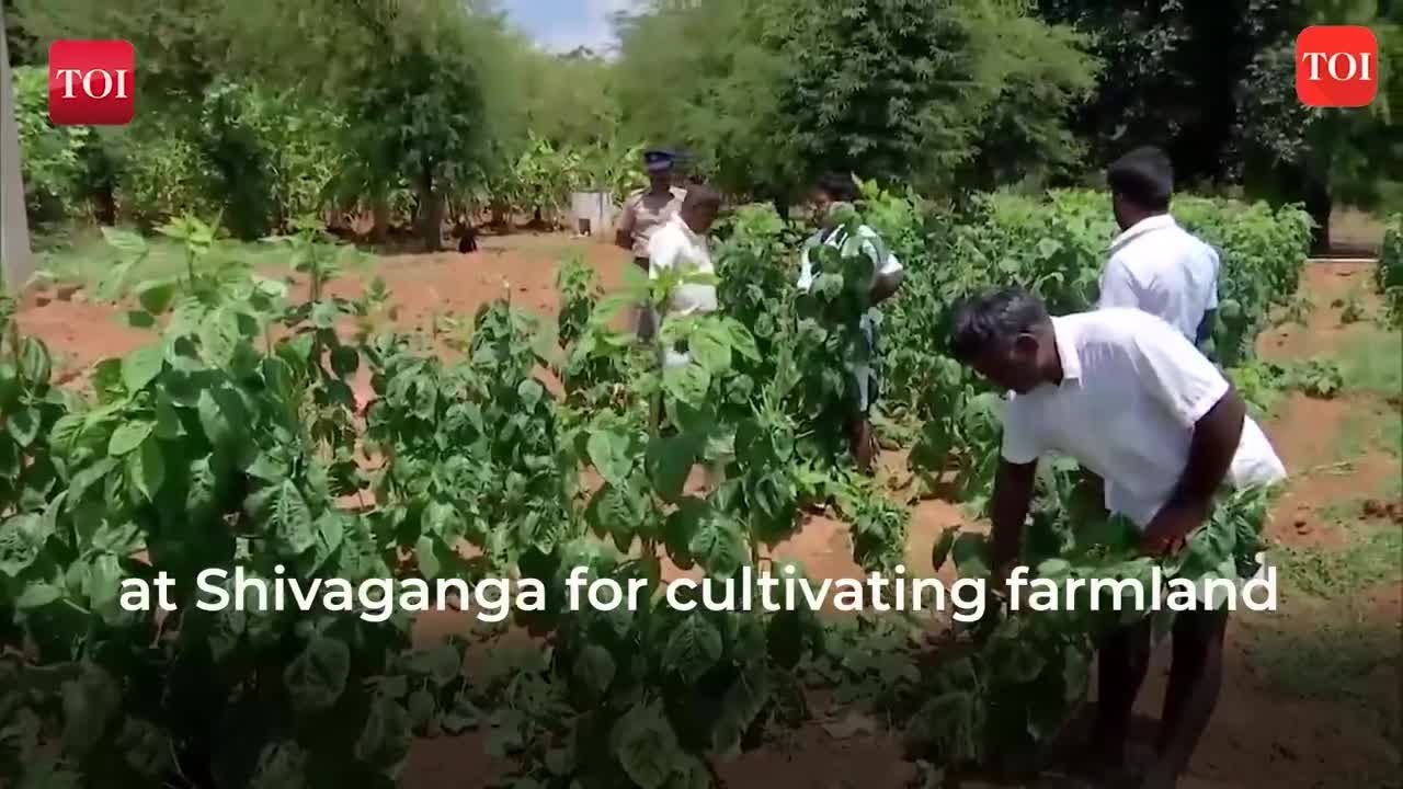 Unique initiative: Prisoners in Sivaganga open jail cultivate farmlands