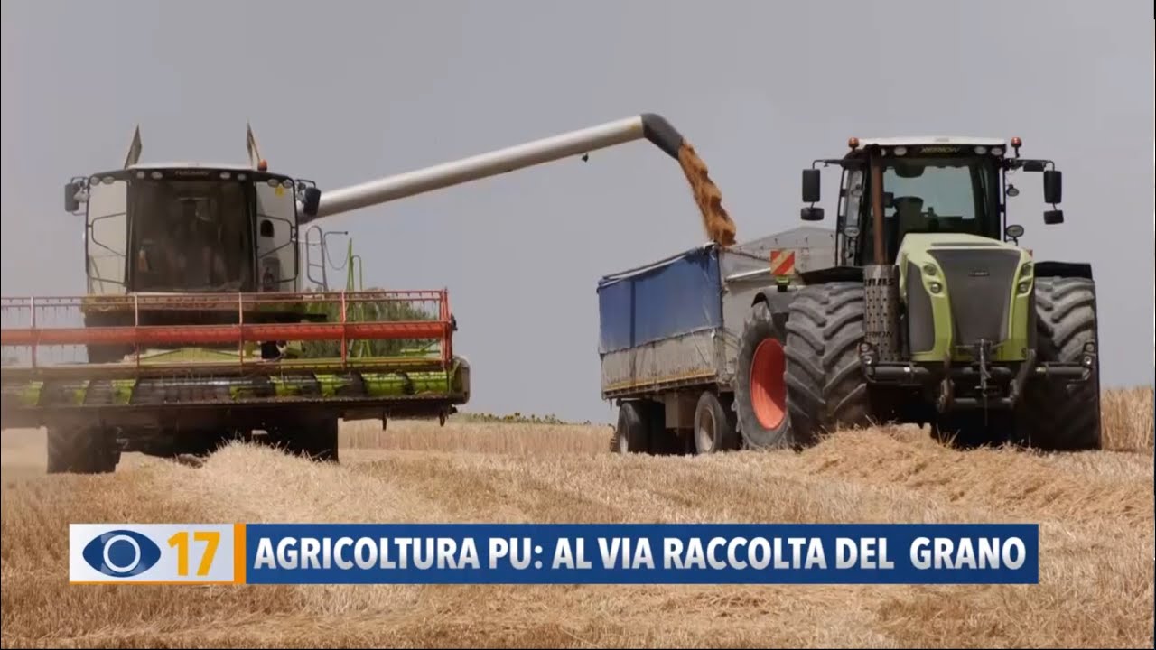 Agricoltura Pesaro Urbino: al via raccolta del grano