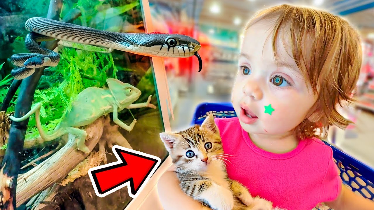 VAMOS ADOTAR um GATO para ACABAR com a COBRA?! Pai Também Vloga