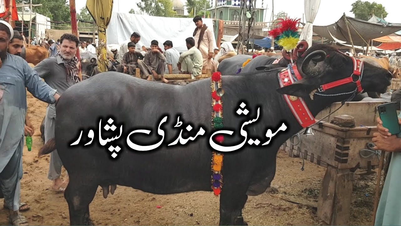 Biggest Cow Mandi Peshawar 2022 | Kala Mandi Peshawar Pakistan | Paak Pashto