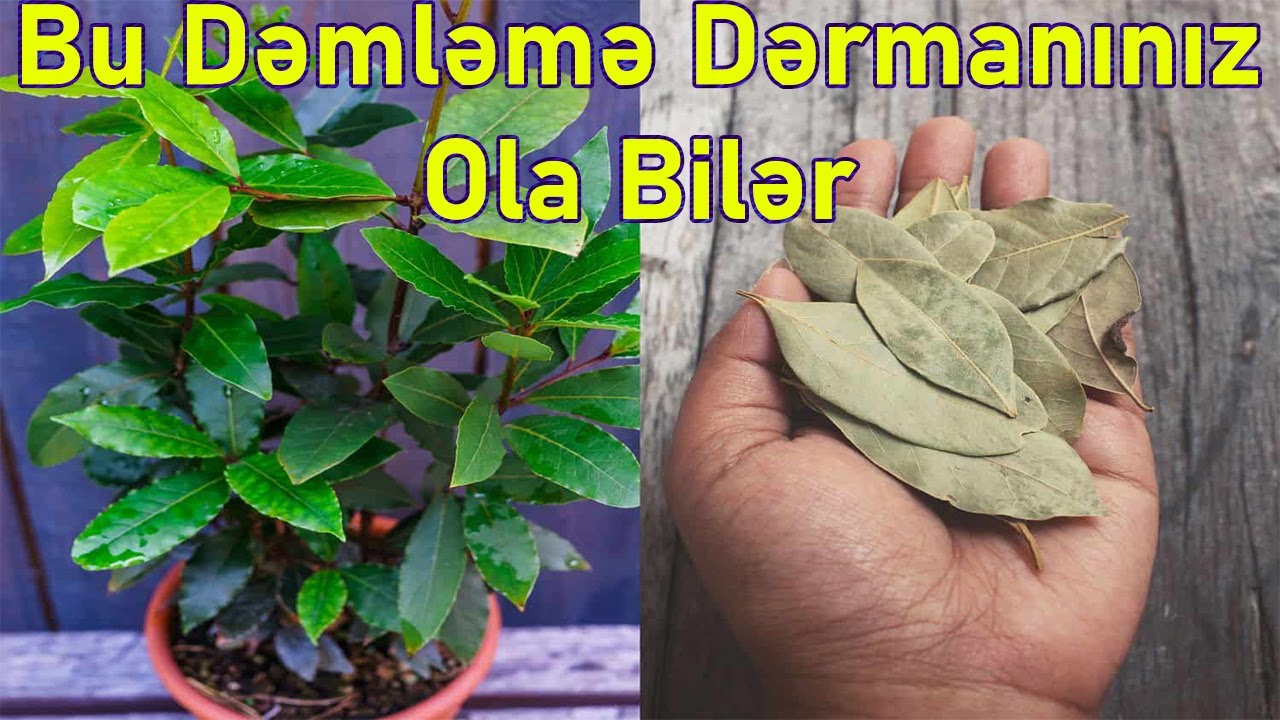 ELƏ BİR XƏSTƏLİK ZAMANI DƏFNƏ YARPAĞINI QAYNADIB İÇDİ NƏTİCƏ QARŞISINDA ÇAŞIB QALDI