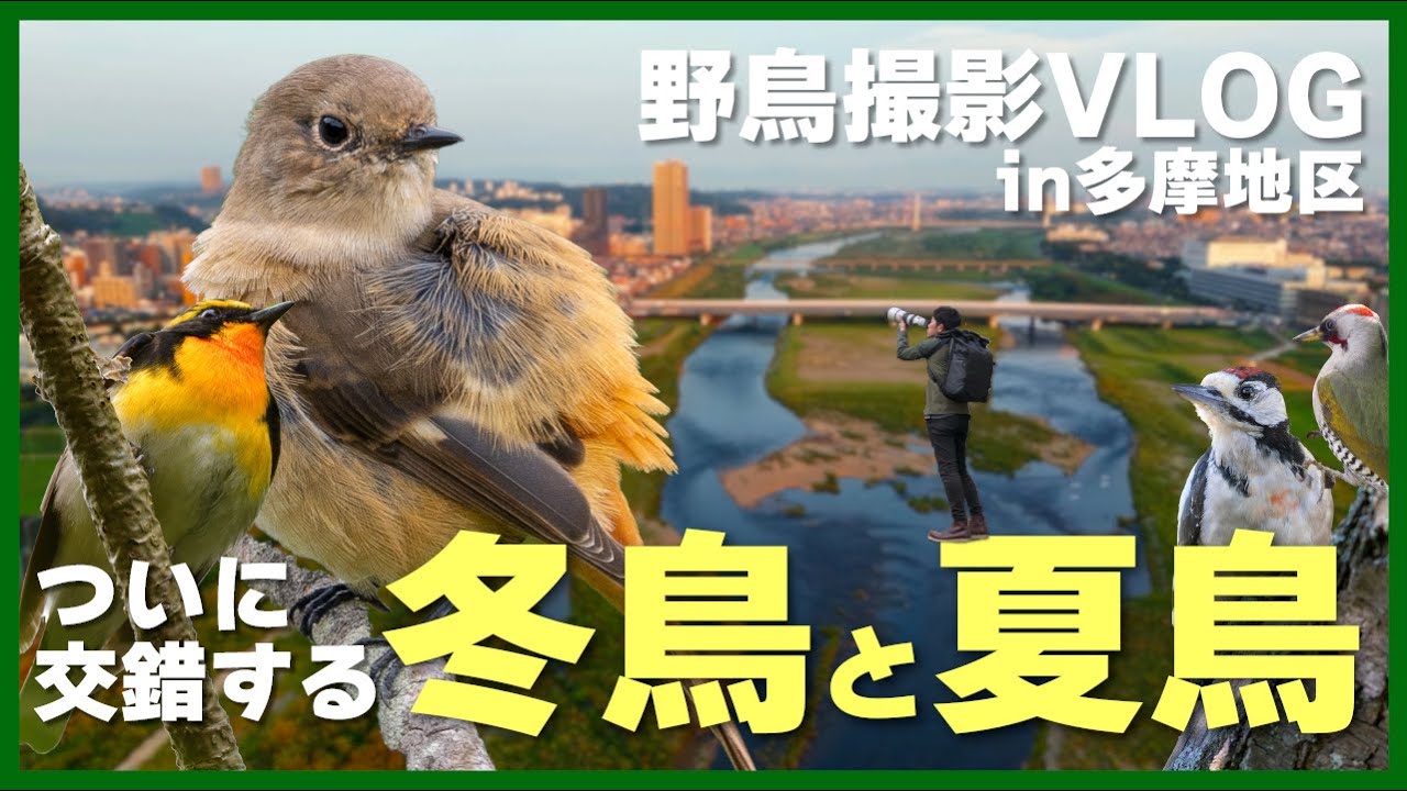 【今だけ】夏鳥と冬鳥に同時に会える季節、多摩地区でジョウビタキを探すVlog、キビタキ、アカゲラ、コジュケイなど Birding in Japan shot on OM-1 Mark II
